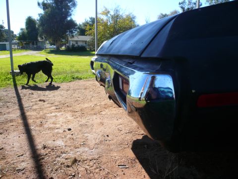 1975 Ford Ranchero - A black dog walks past the rear of a dark-colored vehicle, with houses visible in the background.