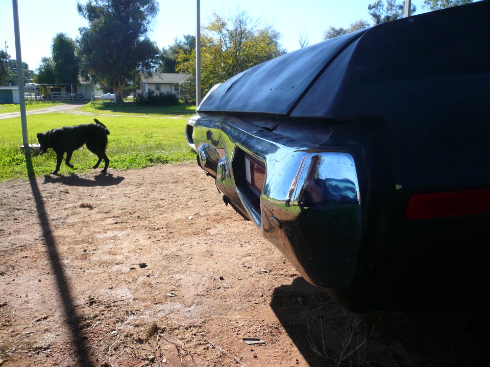 Rear corner of a dark car, possibly a 1972 Ford Ranchero, with a black dog walking in the grassy yard behind it
