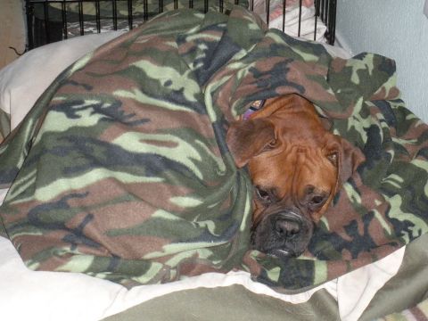 1996 Ford Bronco - A dog is comfortably resting under a camouflage blanket.