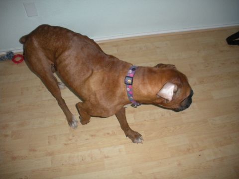 1996 Ford Bronco - A brown boxer dog wearing a patterned collar is shown on a wooden floor.