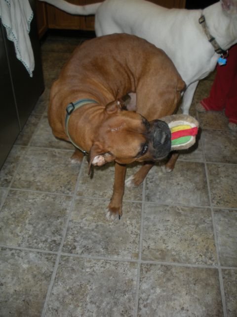1996 Ford Bronco - Two dogs are playing with a toy hamburger in a tiled room.