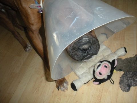 1996 Ford Bronco - A dog rests on the floor wearing a protective cone collar and surrounded by stuffed animals.