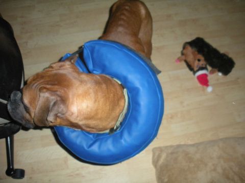 1996 Ford Bronco - A dog wearing a blue cone rests on a wooden floor near a small stuffed toy.