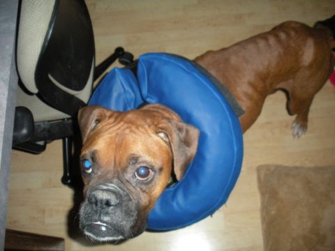 1996 Ford Bronco - A boxer dog with a blue inflatable collar is seen next to an office chair, with a watermark for Supermotors.net at the bottom right.