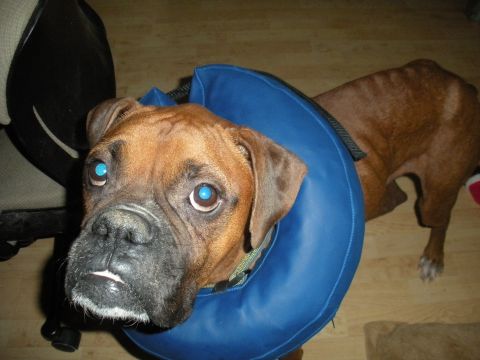 1996 Ford Bronco - Boxer dog wearing a blue cone collar indoors. Text 'SUPERMOTORS' is visible in the lower right.