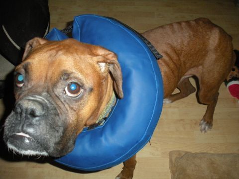 1996 Ford Bronco - A dog wears a blue cone collar indoors.