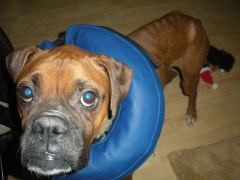 1996 Ford Bronco - A boxer dog wears a blue cone collar, looking directly at the viewer with bright blue eyes.