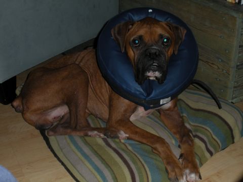 1996 Ford Bronco - A boxer dog rests on a striped cushion while wearing a blue inflatable collar.