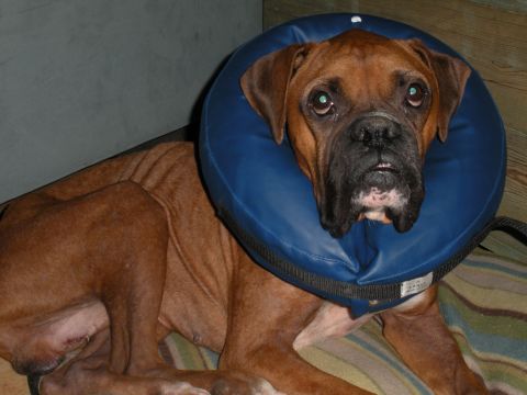 1996 Ford Bronco - Boxer dog wearing a blue inflatable collar rests on a blanket.