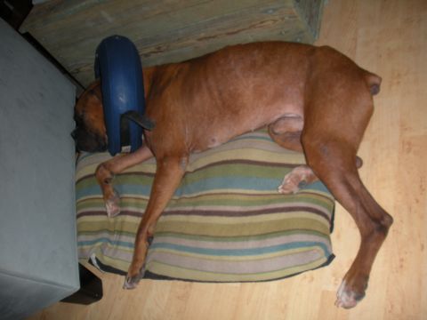 1996 Ford Bronco - A dog rests on a cushion, wearing a protective cone around its neck.