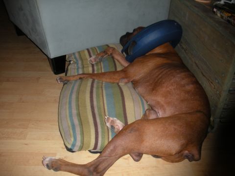 1996 Ford Bronco - A dog rests with a protective cone around its head, appearing tired.