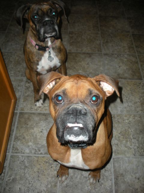 1996 Ford Bronco - Two boxer dogs are captured in this image, with the one in front having striking blue eyes and a white patch on its muzzle.