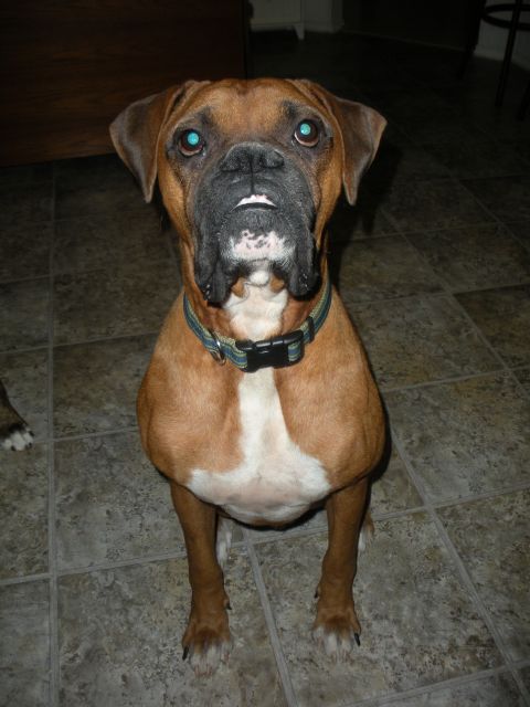 1996 Ford Bronco - Boxer dog with blue eyes sits on a tiled floor.
