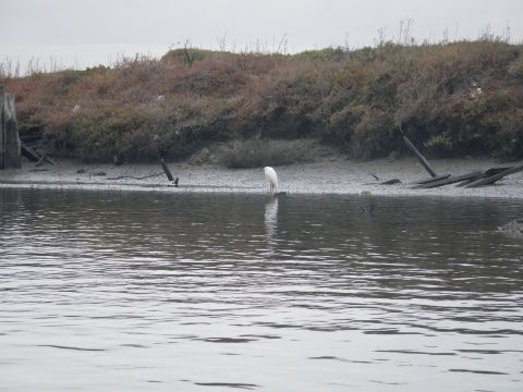 1991 Ford Bronco - A white egret stands in the water near a debris-strewn shore under an overcast sky.