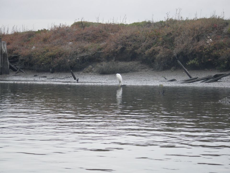 white egret standing in shallow water near a muddy bank with some debris