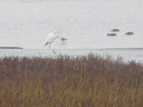 1991 Ford Bronco - A great egret stands in shallow water near other birds, with marsh grass in the foreground.