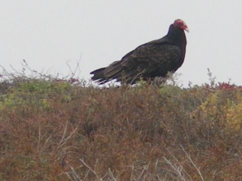1991 Ford Bronco - A turkey vulture stands on a hill covered in dry brush and sparse vegetation.