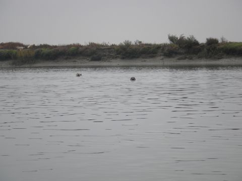 1991 Ford Bronco - Several seals are visible in the water near a vegetated shoreline.