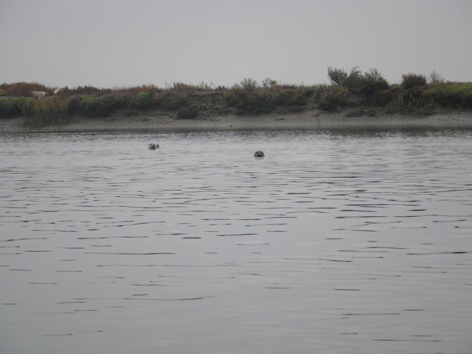 Seals swimming in a body of water with a vegetated shoreline under a cloudy sky