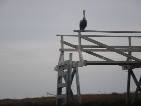 1991 Ford Bronco - A pelican stands atop a wooden structure, surveying the surroundings under an overcast sky.