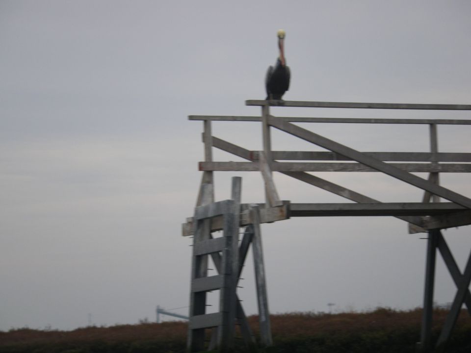 Pelican perched on top of a wooden lifeguard tower against a cloudy sky. Supermotors.net logo visible at the bottom right