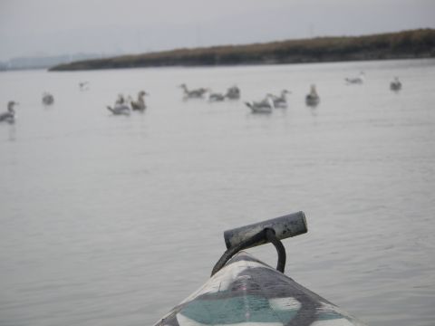 1991 Ford Bronco - A view from a boat's bow shows waterfowl on the water under an overcast sky.