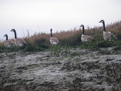 1991 Ford Bronco - A flock of Canada geese stands on a muddy bank, with dry brush and tall grass in the background.