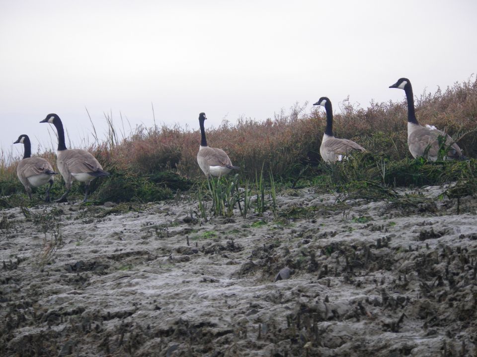 Five geese stand on muddy ground near dry brush