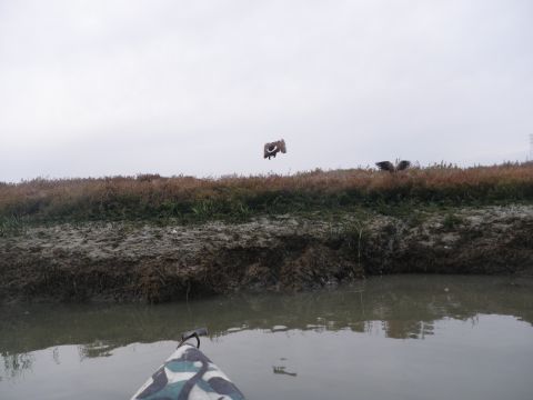 1991 Ford Bronco - View from a kayak on a muddy waterway with birds flying in the distance.