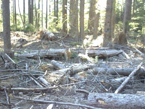 1995 Ford Bronco - A deer stands in a forest clearing amidst fallen logs. The image includes a Supermotors.net watermark.