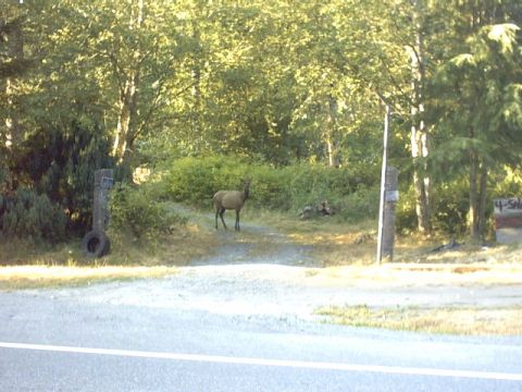 1995 Ford Bronco - An elk stands in a wooded area near a driveway, with a tire mounted on a post to the left.
