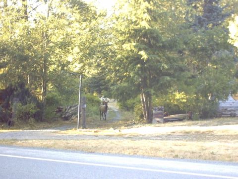 1995 Ford Bronco - An elk stands on a path surrounded by trees, with a road visible in the foreground.