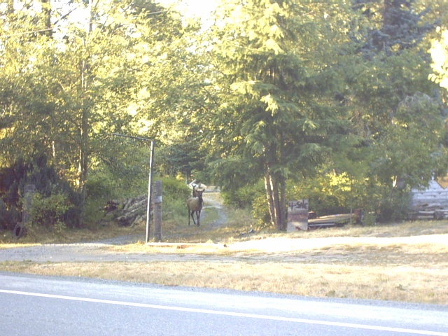 Bull elk standing on a wooded dirt driveway seen from across a road