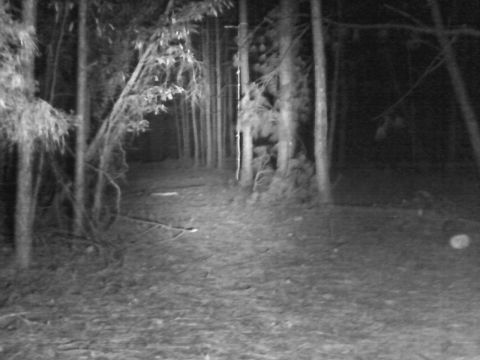 1990 Ford Bronco - Nighttime view of a forest path with trees and undergrowth. Supermotors.net logo in the corner.