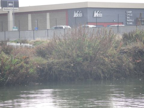1991 Ford Bronco - SUVs parked in front of an REI store, with a body of water in the foreground.