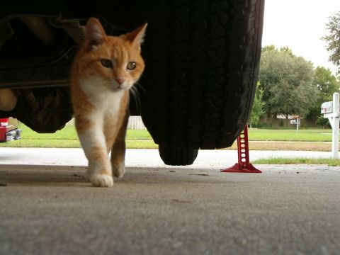 1991 Ford Bronco - My cat attacking the camera and the air!