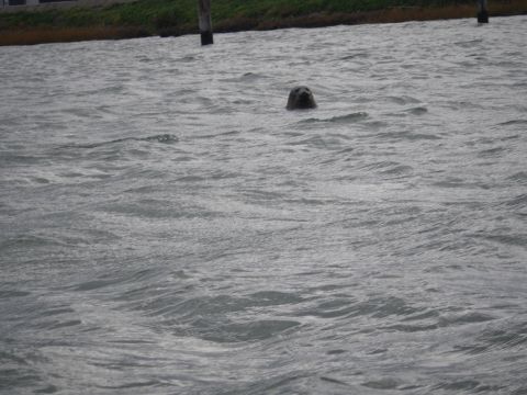 1991 Ford Bronco - A seal surfaces in the water, with a grassy bank and posts visible in the background.
