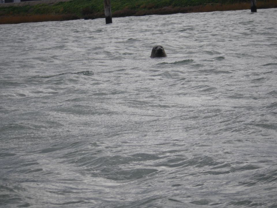 Seal head emerging from choppy water near a grassy bank with posts