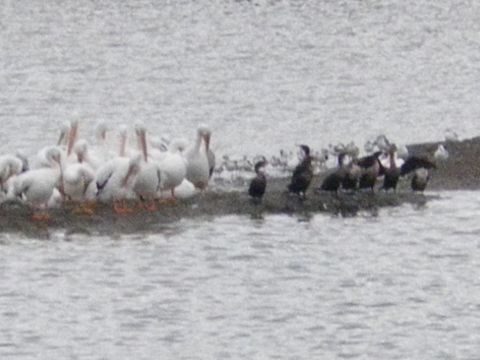 1991 Ford Bronco - A group of pelicans and cormorants are gathered on the shore of a body of water.