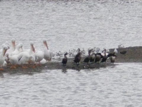 1991 Ford Bronco - A group of pelicans and other birds are seen on the edge of a body of water.