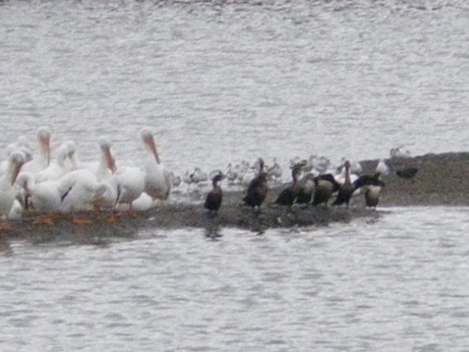 Flock of white pelicans and dark water birds gathered on a muddy shore next to water