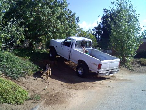 1995 Ford F-150 - A white 1995 Ford F-150 pickup truck is parked on a dirt incline with a dog nearby.