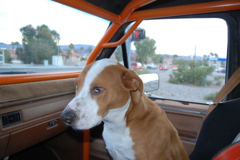 1982 Ford Bronco - Dog looks out the window from inside a vehicle with a roll cage.