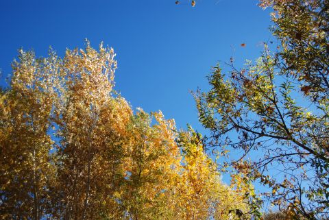 1982 Ford Bronco - Autumn foliage against a clear blue sky, with a website watermark at the bottom.