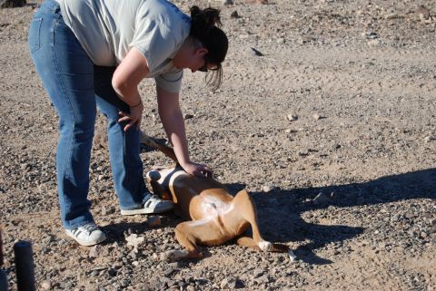 1982 Ford Bronco - A person interacts with a dog lying on its back in an outdoor, gravelly area.