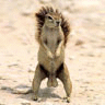 1995 Ford Bronco - A ground squirrel stands alert on its hind legs in a dry, sandy area.