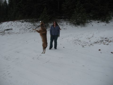 1995 Ford Bronco - A dog leaps in the air on a snowy day while a person watches.