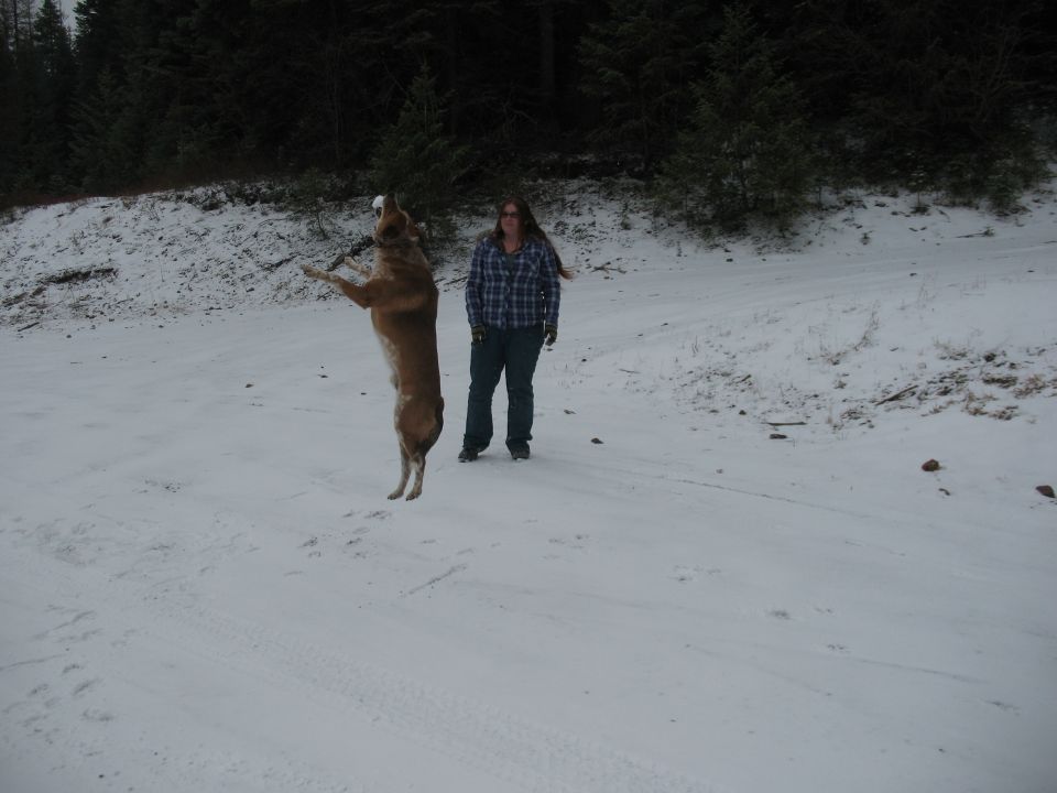 Dog on hind legs in snow, person standing behind it
