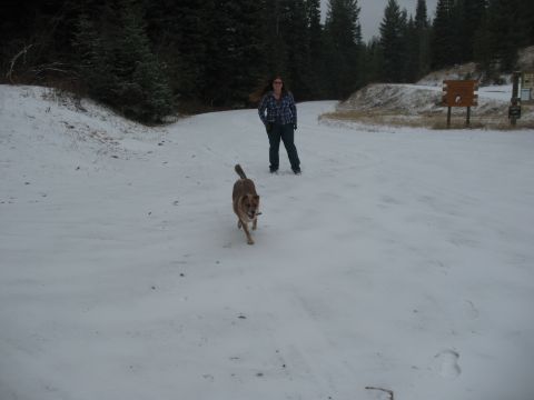 1995 Ford Bronco - Dog runs through snow towards a person in a winter landscape.