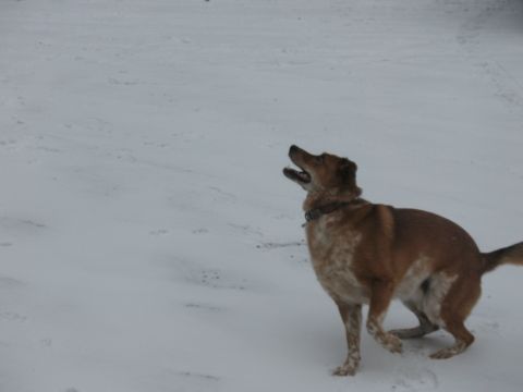 1995 Ford Bronco - A dog stands in the snow, looking upwards with its mouth open.